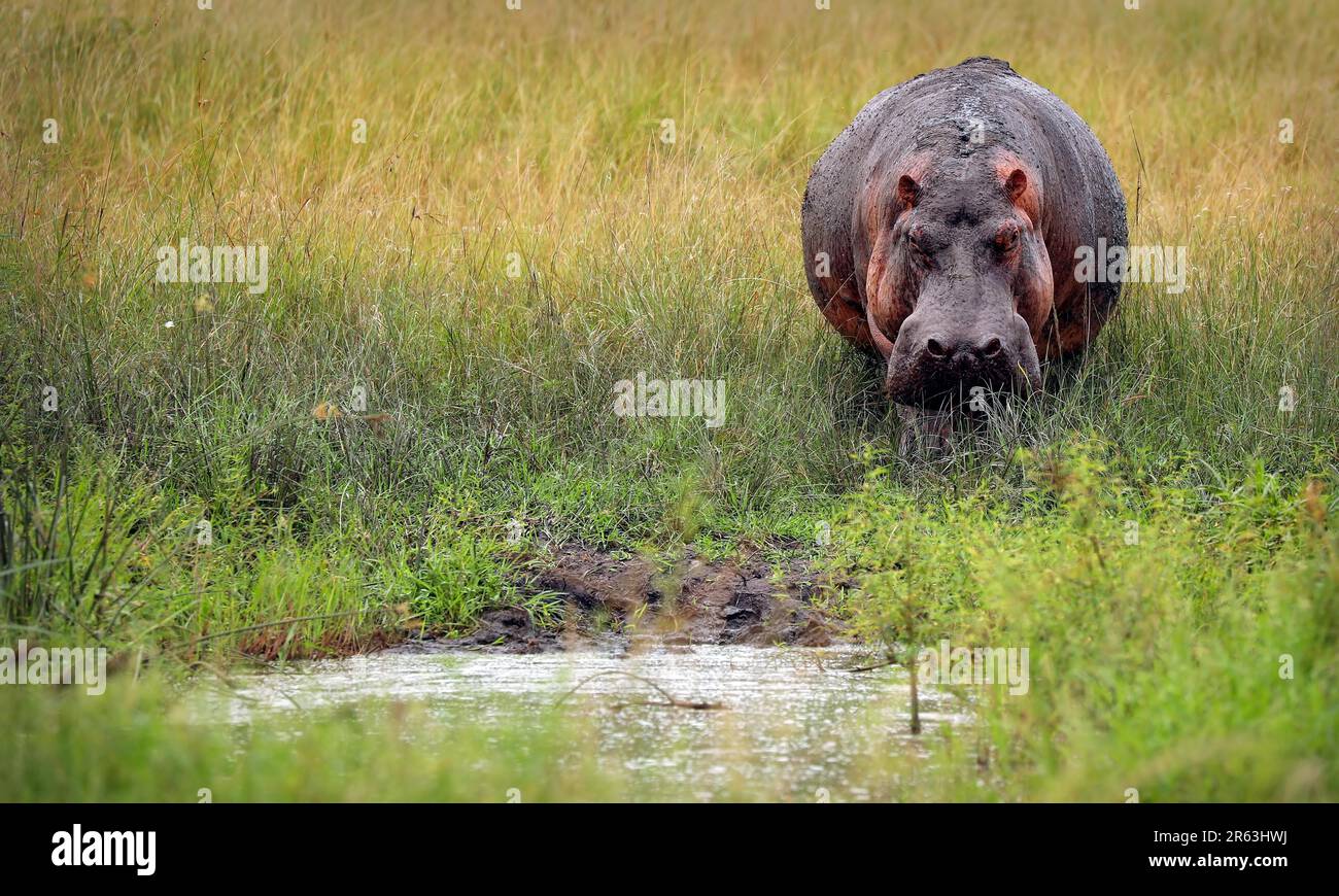 Hippo (Hippopotamus amphibius) im Queen Elizabeth National Park, Uganda Stockfoto