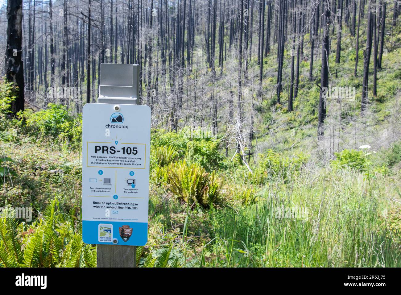 Eine Telefonplattform, die für die Gemeindewissenschaft eingerichtet ist, damit ein Foto von Waldbrandschäden gemacht werden kann und die Resilienz und Wiederherstellung des Waldes überwacht werden kann. Stockfoto