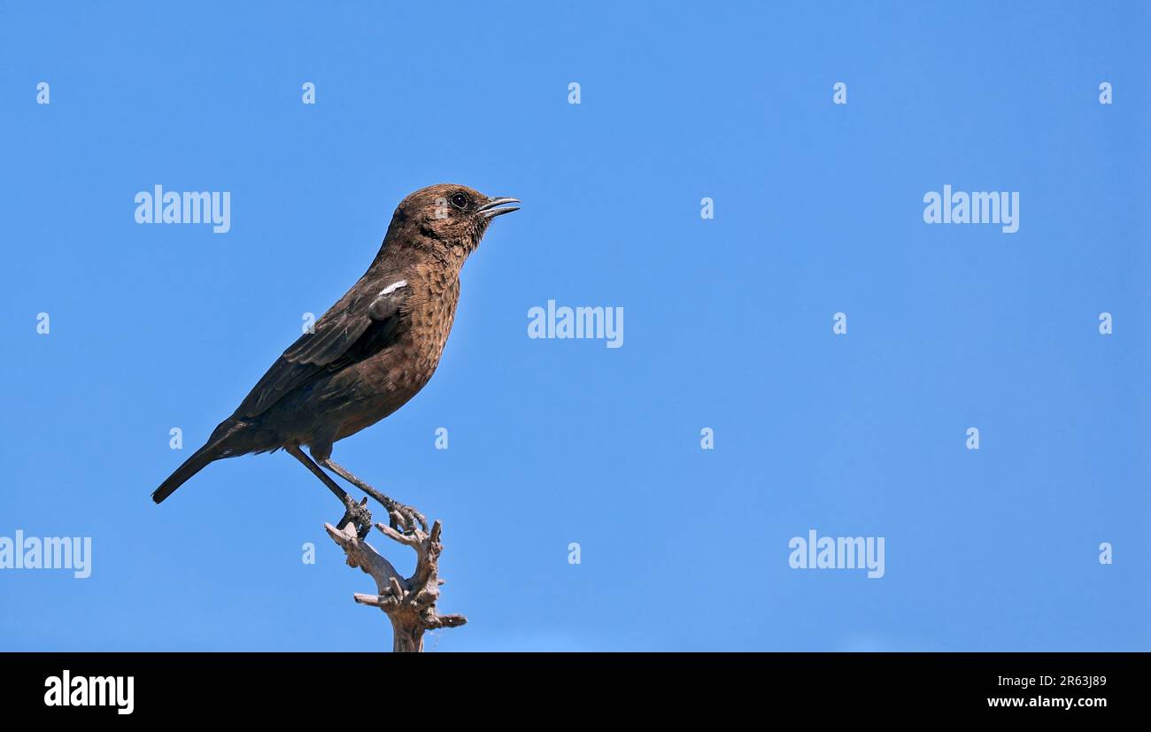 Ameisenschlaf oder Southern Anteater Chat Etosha, Namibia Stockfoto