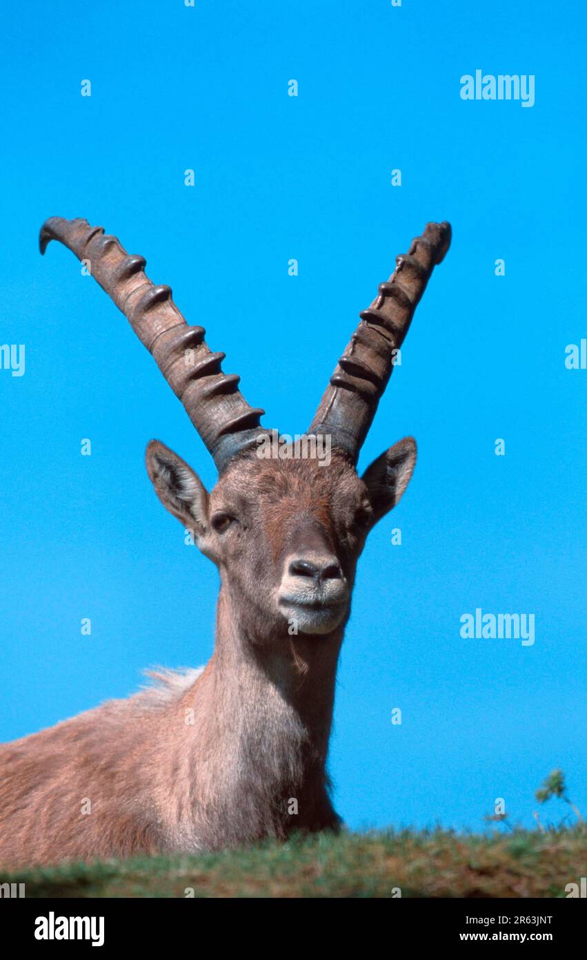 Alpiner Ibex (Capra ibex), männlich, ruhend (Säugetiere) (Huftiere) (Klauentiere) (Wildziegen) (Alpen) (alpen) (Europa) (Berge) (im Freien) Stockfoto