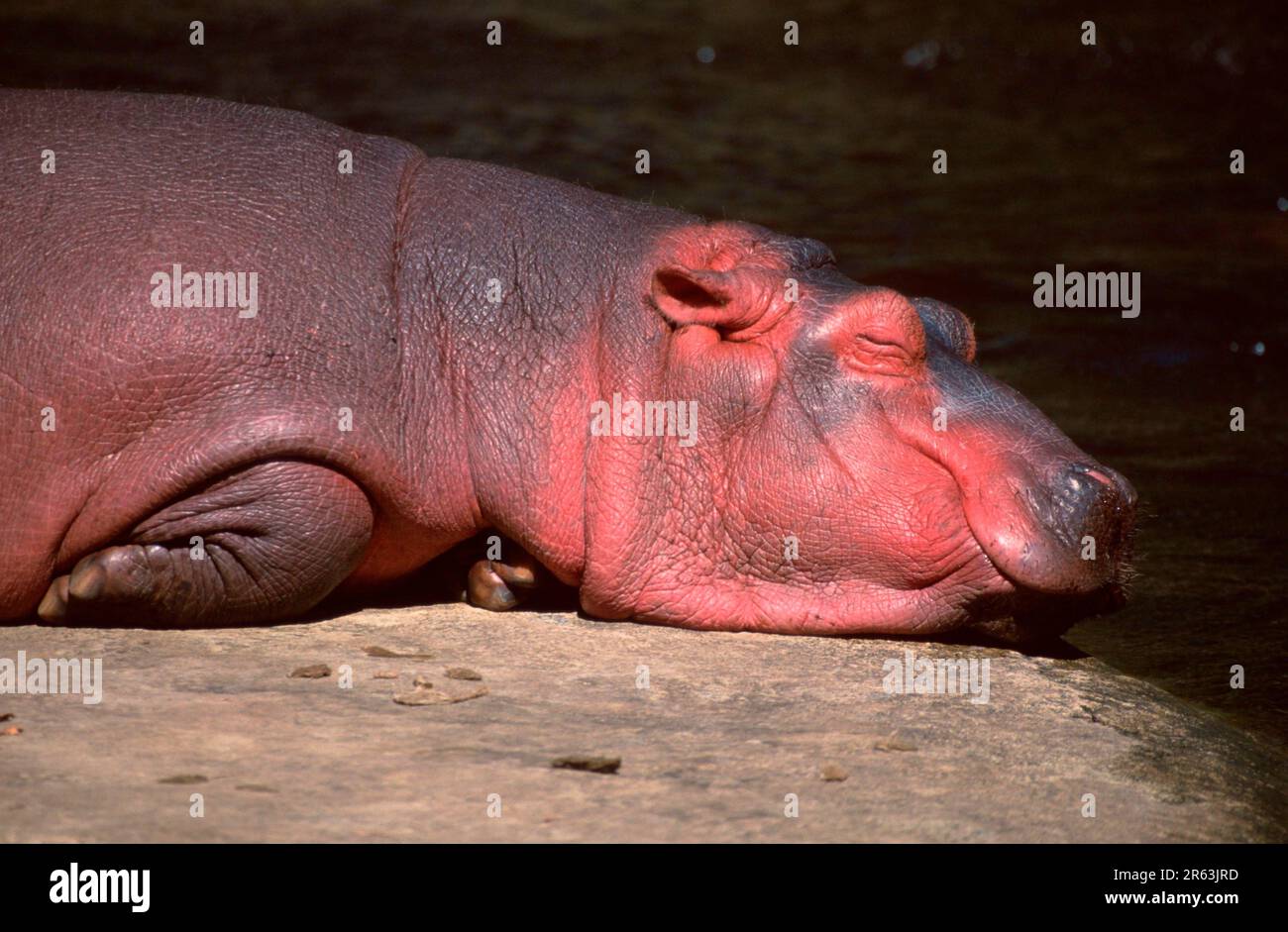 Schlafende, Nilpferde (Hippopotamus amphibius) Jungtiere, Säugetiere, Huftiere, Klauentiere, laterale, Side, Erwachsener, Entspannung, Entspannung Stockfoto