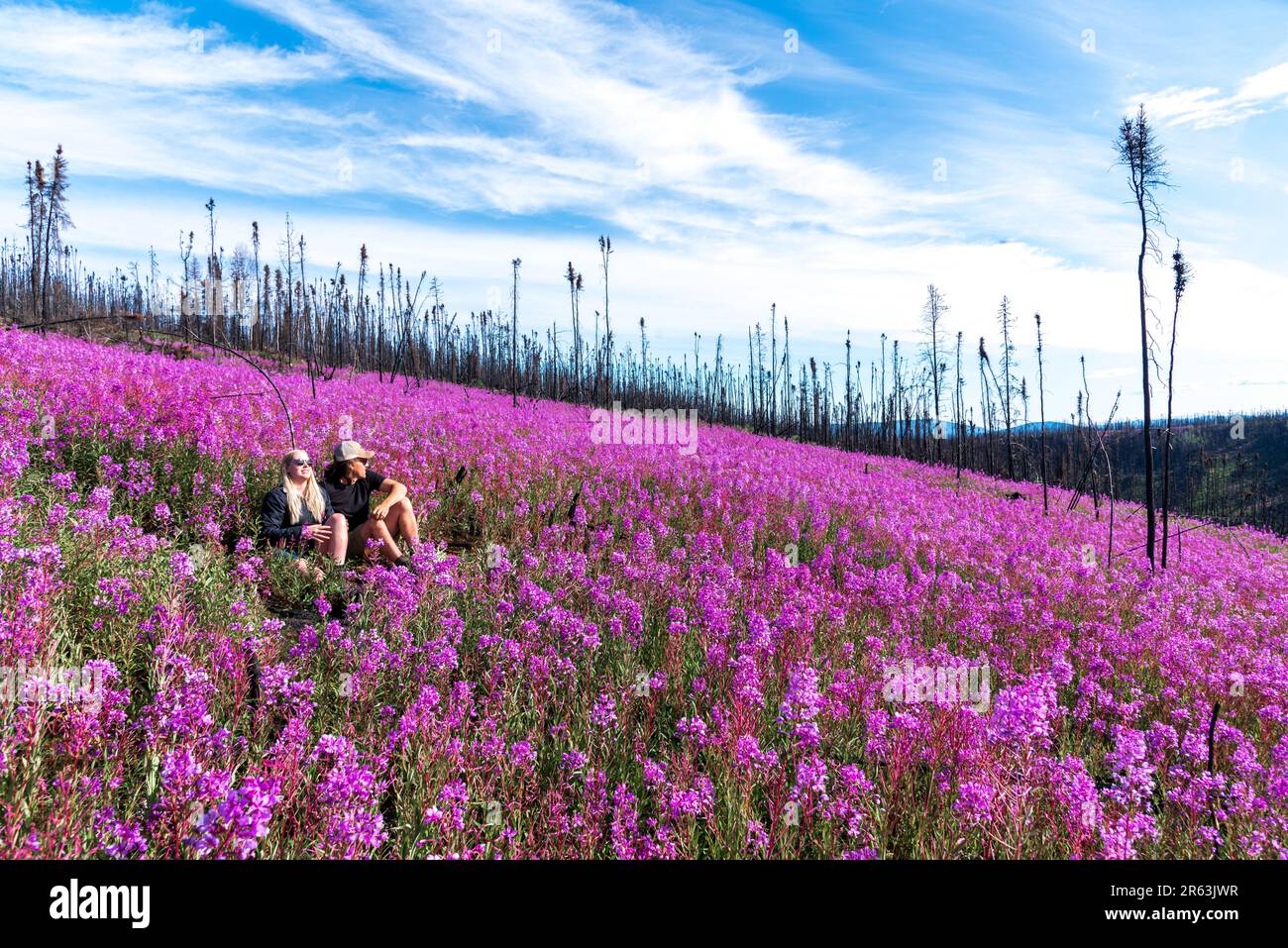 Zwei Menschen, männliches weibliches Paar, das im Sommer in Kanada auf einem Feld mit atemberaubenden Feuerweed-Blumen in voller Blüte saß. Waldbrand regeneriert Stockfoto