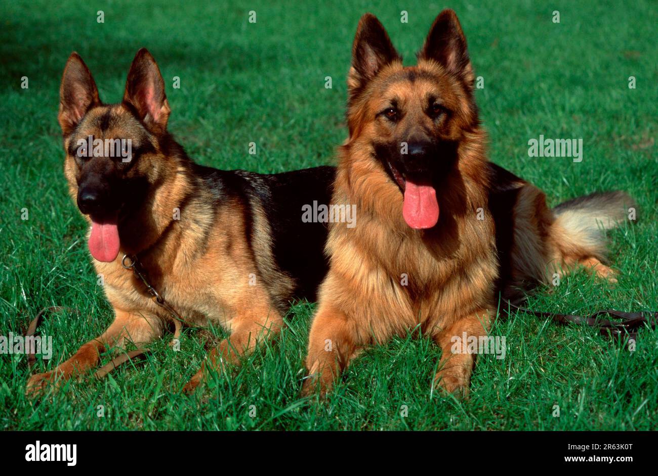 Deutsche Schäferhunde, mehrhaarig und langhaarig, deutscher Schäferhund, alter deutscher Schäferhund Stockfoto