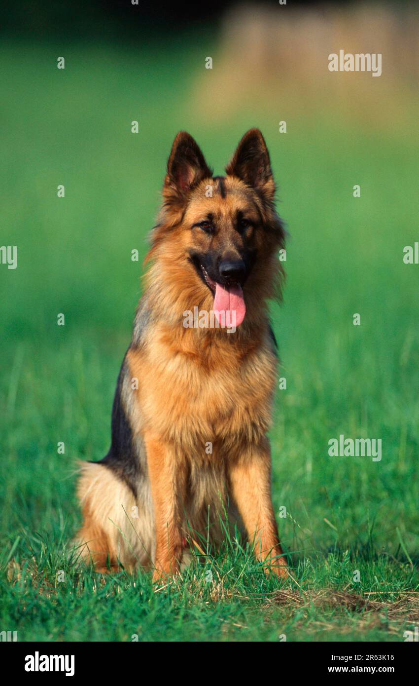 Der alte deutsche Schäferhund, der deutsche Schäferhund, langhaarig Stockfoto