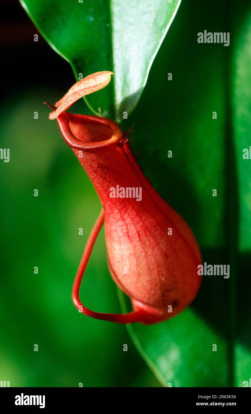 Tropische Pitcher-Pflanzen (Nepenthaceae) (Nepenthes spec.), Pitcher-Pflanzen-Familie, Pflanzen, vertikal, rot Stockfoto