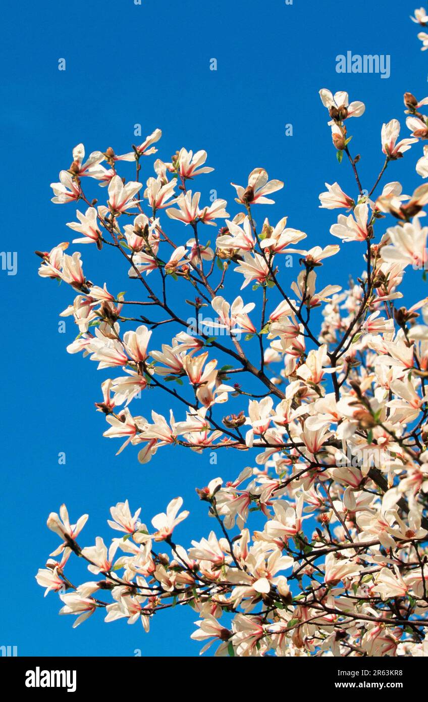 Magnolia ing (Magnolia cobus), Magnolie, Blüte, Pflanzen, Magnolia-Familie, Magnoliaceae, weiß, Feder, Ast, Zweig, Zweig Stockfoto