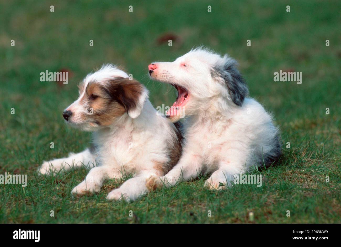 Mischrasse Hunde, Welpen, 8 Wochen alt, Mischrasse Hunde, Welpen, 8 Wochen alt (Tiere) (Säugetiere) (Haushund) (Haustier) (Freiland) (Frontal) (Wiese) Stockfoto