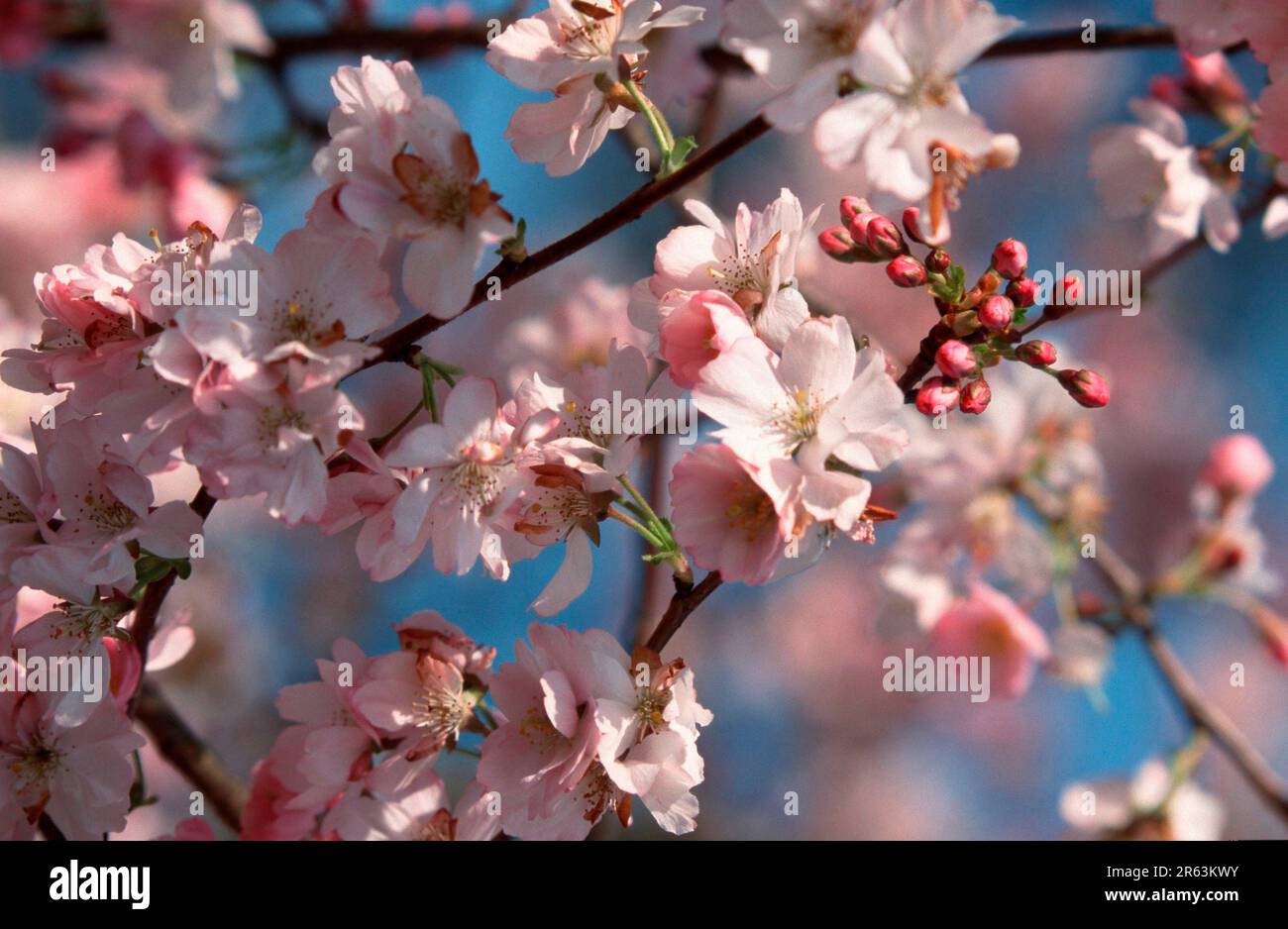 Prunus x yedoensis (Prunus x yedoensis) Stockfoto