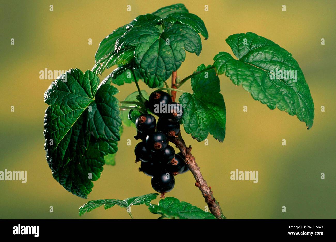 Schwarze Johannisbeeren (Ribes nigrum), Blätter und Früchte (Pflanzen) (Stachelbeeren-Familie) (Grossulariaceae) (Beeren) (Beeren) (Obst) (Kultur) Stockfoto