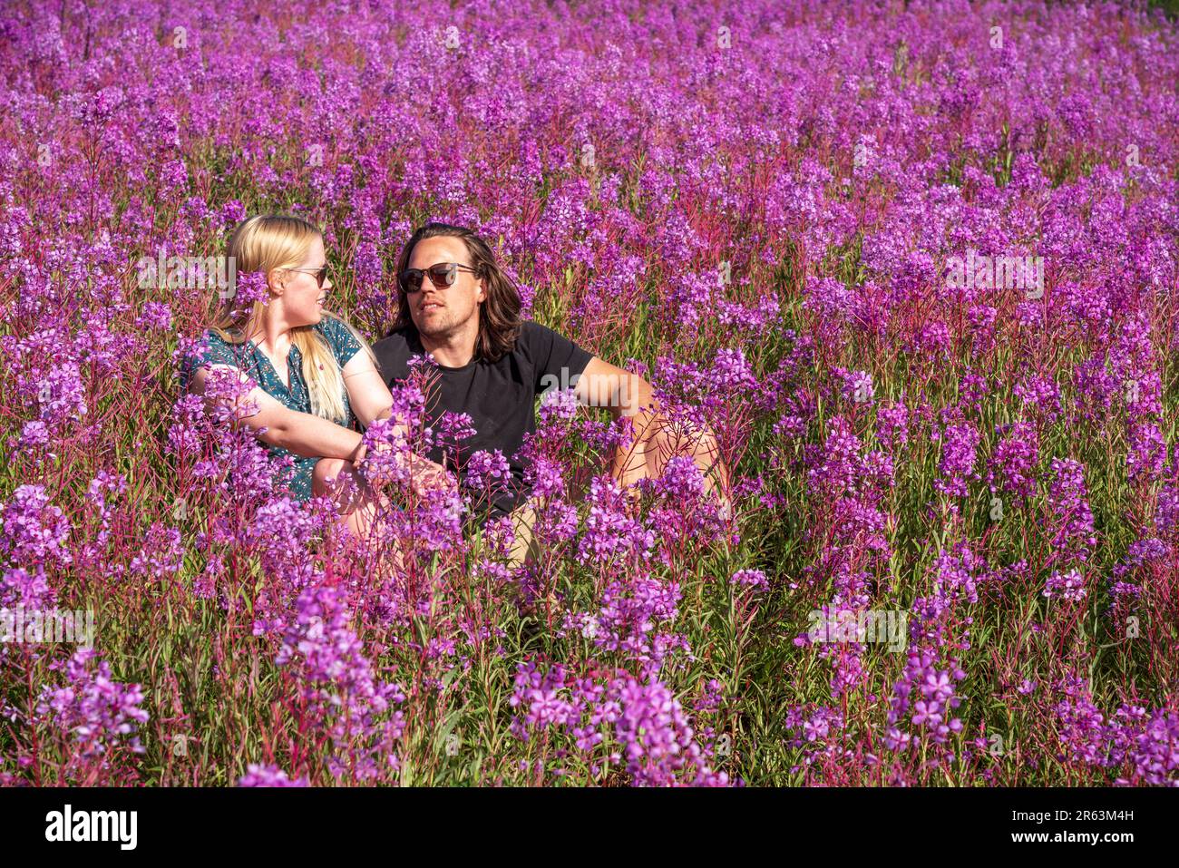 Ein junges Paar, eine blonde Frau und ein brünetter Mann, die im Sommer in Nordkanada auf einem Feld mit rosa Wildblumen sitzen und von Feuerweed umgeben sind. Stockfoto