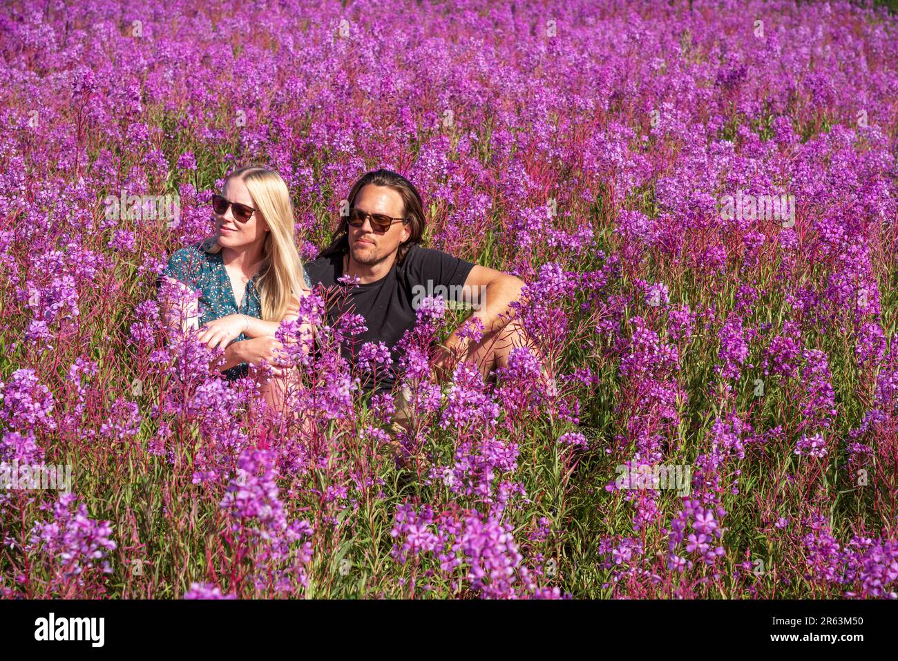Ein junges Paar, eine blonde Frau und ein brünetter Mann, die im Sommer in Nordkanada auf einem Feld mit rosa Wildblumen sitzen und von Feuerweed umgeben sind. Stockfoto