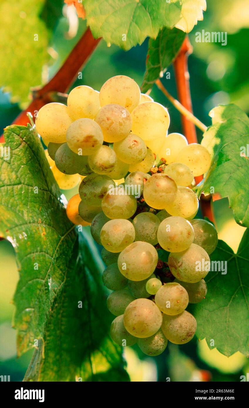 Trauben, Weiße Weintrauben (Pflanzen) (Kultur) (Obst) (Obst) (Europa) (Grün) (Sommer) (Vertikal) (landwirtschaftliche Kultur) (Landwirtschaft) Stockfoto