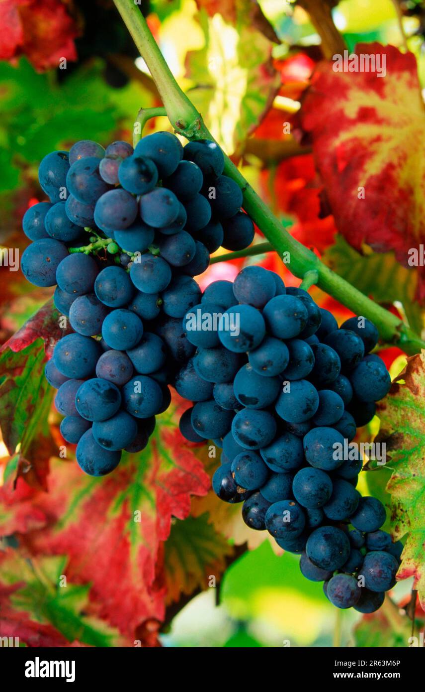 Weintrauben, blau auf dem Rebe (Pflanzen) (Kultur) (Obst) (Obst) (Europa) (Zweig) (Zweig) (blau) (Sommer) (vertikal) (landwirtschaftliche Kultur) (Landwirtschaft) Stockfoto