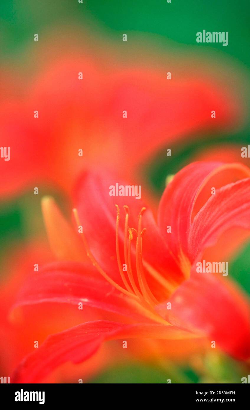 Tag Lily, Blume (Hemerocallis Hybrid), Tag Lily, Blume, Tag Lily Familie, Hemerocallidaceae Stockfoto