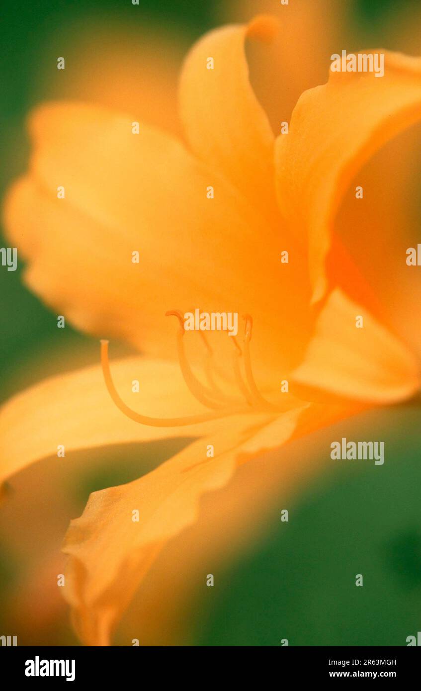 Tag Lily, Blume (Hemerocallis Hybrid), Tag Lily, Blume, Tag Lily Familie, Hemerocallidaceae Stockfoto