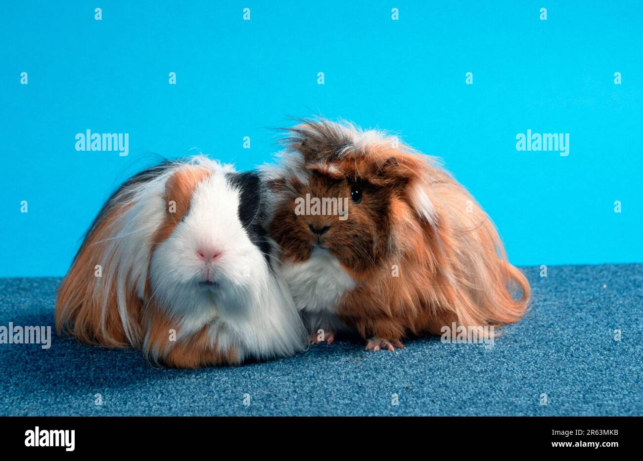 Meerschweinchen, Sheltie und Merino Stockfoto