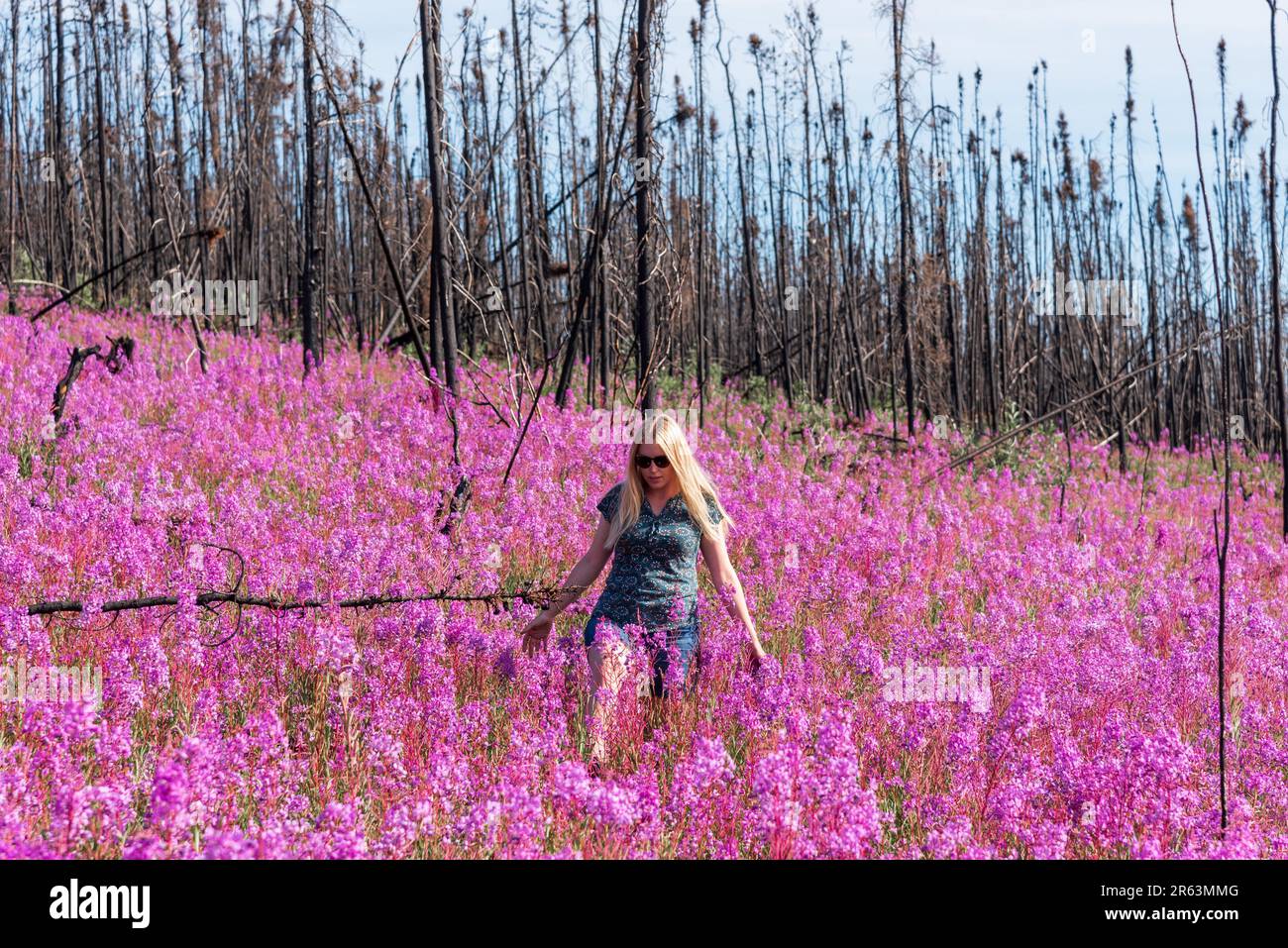 Eine Frau, die im Sommer in einer rosafarbenen, violetten Blumenlandschaft in der Wildnis mit Millionen von Feuerskräutern und landschaftlich reizvollen Landschaften zu sehen ist Stockfoto