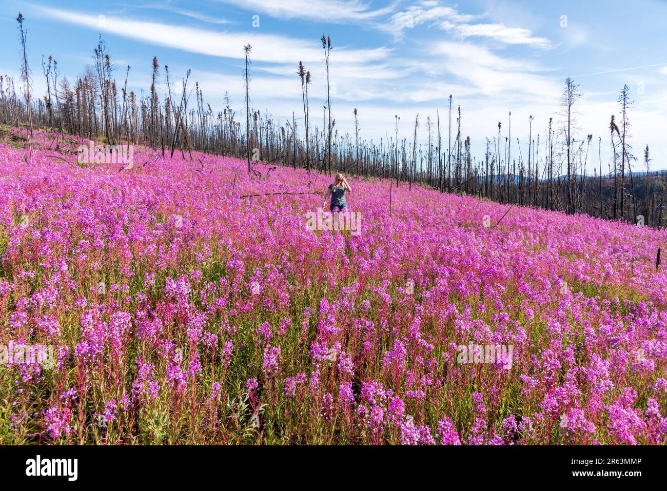 Eine Frau, die im Sommer in einer rosafarbenen, violetten Blumenlandschaft in der Wildnis mit Millionen von Feuerskräutern und landschaftlich reizvollen Landschaften zu sehen ist Stockfoto