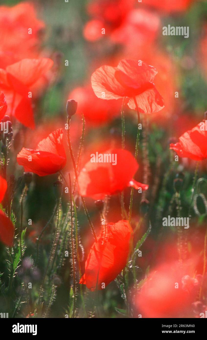Mohn (Papaver rhoeas), Neusiedlsee, Österreich, Klatschmohn, Neusiedlersee, Oesterreich, Mohngewaechse, Papaveraceae, Europa Stockfoto