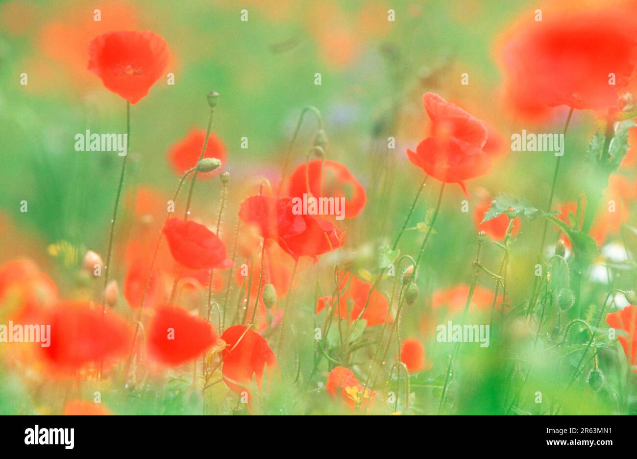 Mohn (Papaver rhoeas), Mohn, Mohn, Papaveraceae Stockfoto