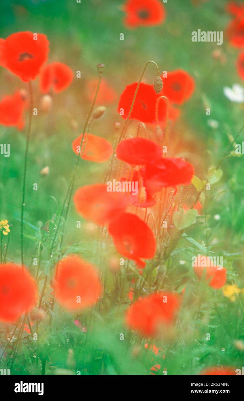 Mohn (Papaver rhoeas), Mohn, Mohn, Papaveraceae Stockfoto