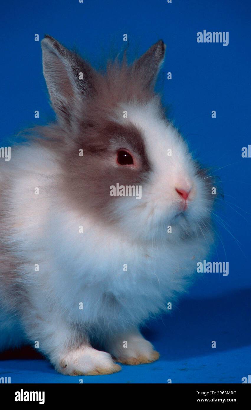 Zwergkaninchen mit Löwenmane, Zwergkaninchen mit Löwenmane, Chinchilla mit weißem (Zwergkaninchen mit Löwenmane) (Tiere) (Säugetiere) (Haustier) (Nagetiere) Stockfoto