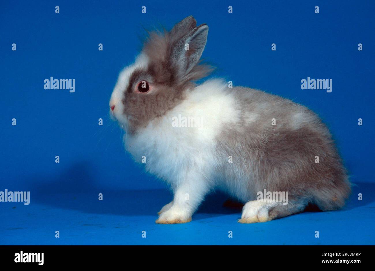 Zwergkaninchen mit Löwenmane, Zwergkaninchen mit Löwenmane, Chinchilla mit weißem (Zwergkaninchen mit Löwenmane) (Tiere) (Säugetiere) (Haustier) (Nagetiere) Stockfoto
