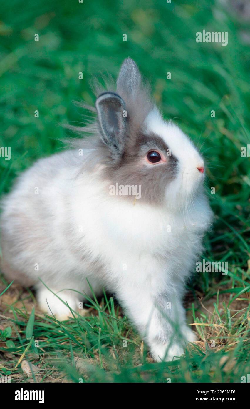 Zwergkaninchen mit Löwenmane, Zwergkaninchen mit Löwenmane, Chinchilla mit weißem (Zwergkaninchen mit Löwenmane) (Tiere) (Säugetiere) (Haustier) (Nagetiere) Stockfoto