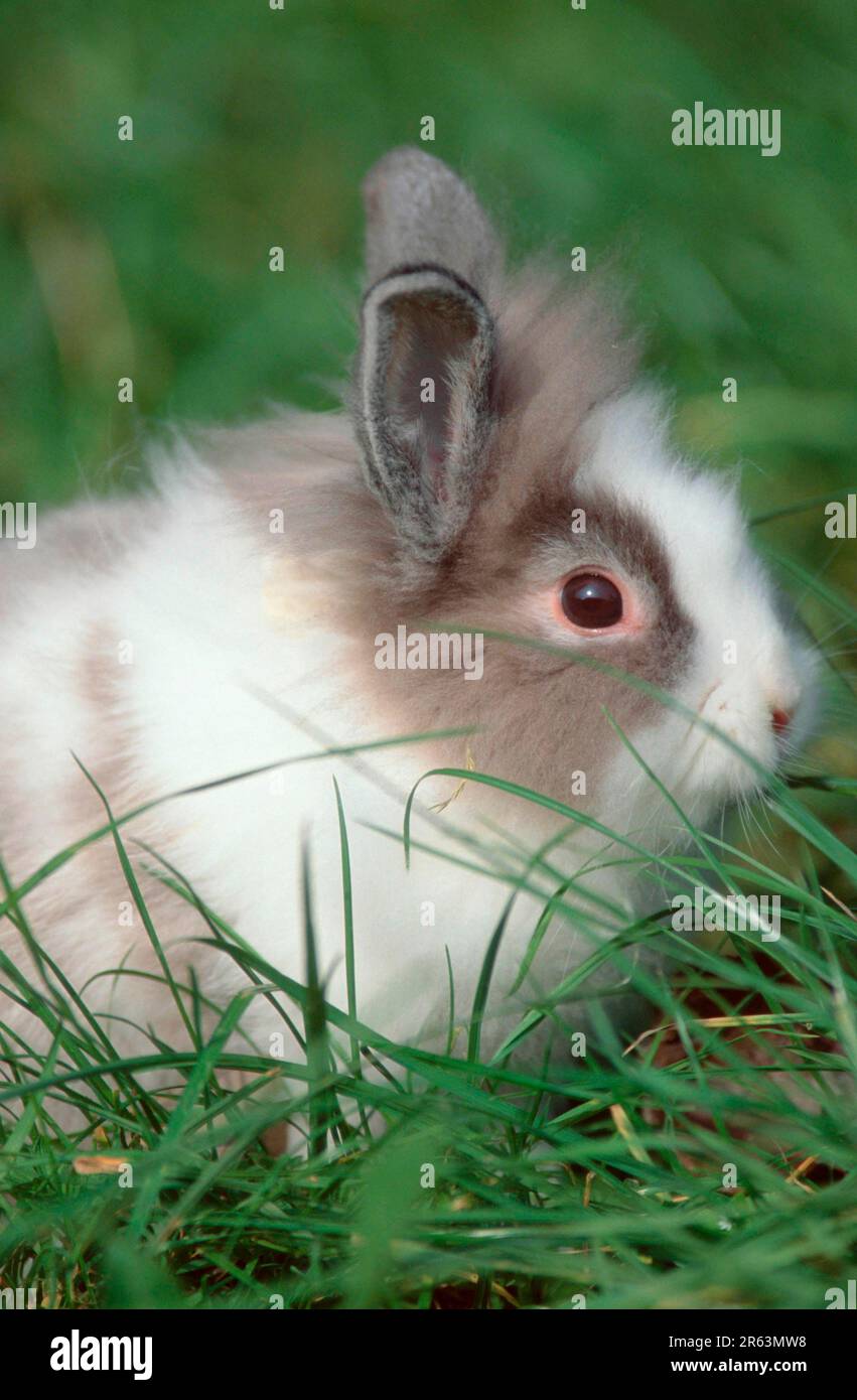 Zwergkaninchen mit Löwenmane, Zwergkaninchen mit Löwenmane, Chinchilla mit weißem (Zwergkaninchen mit Löwenmane) (Tiere) (Säugetiere) (Haustier) (Nagetiere) Stockfoto