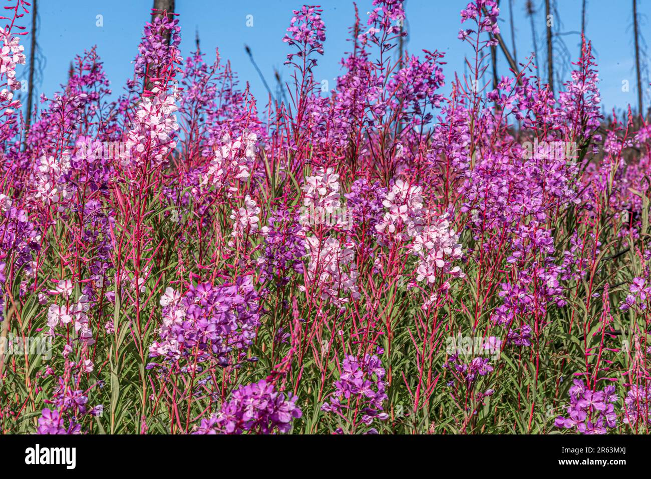 Wildes Feuerweed (Chamaenerion angustifolium) im Sommer mit blauem Himmelshintergrund, rosa Blumen im Vordergrund in der Wildnis Kanadas Stockfoto