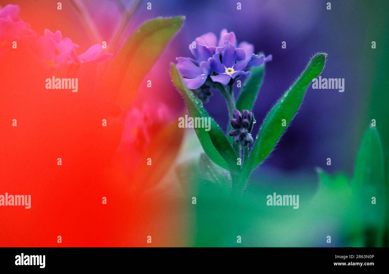 Vergesst mich nicht, großblättrige Familie, Boraginaceae Stockfoto