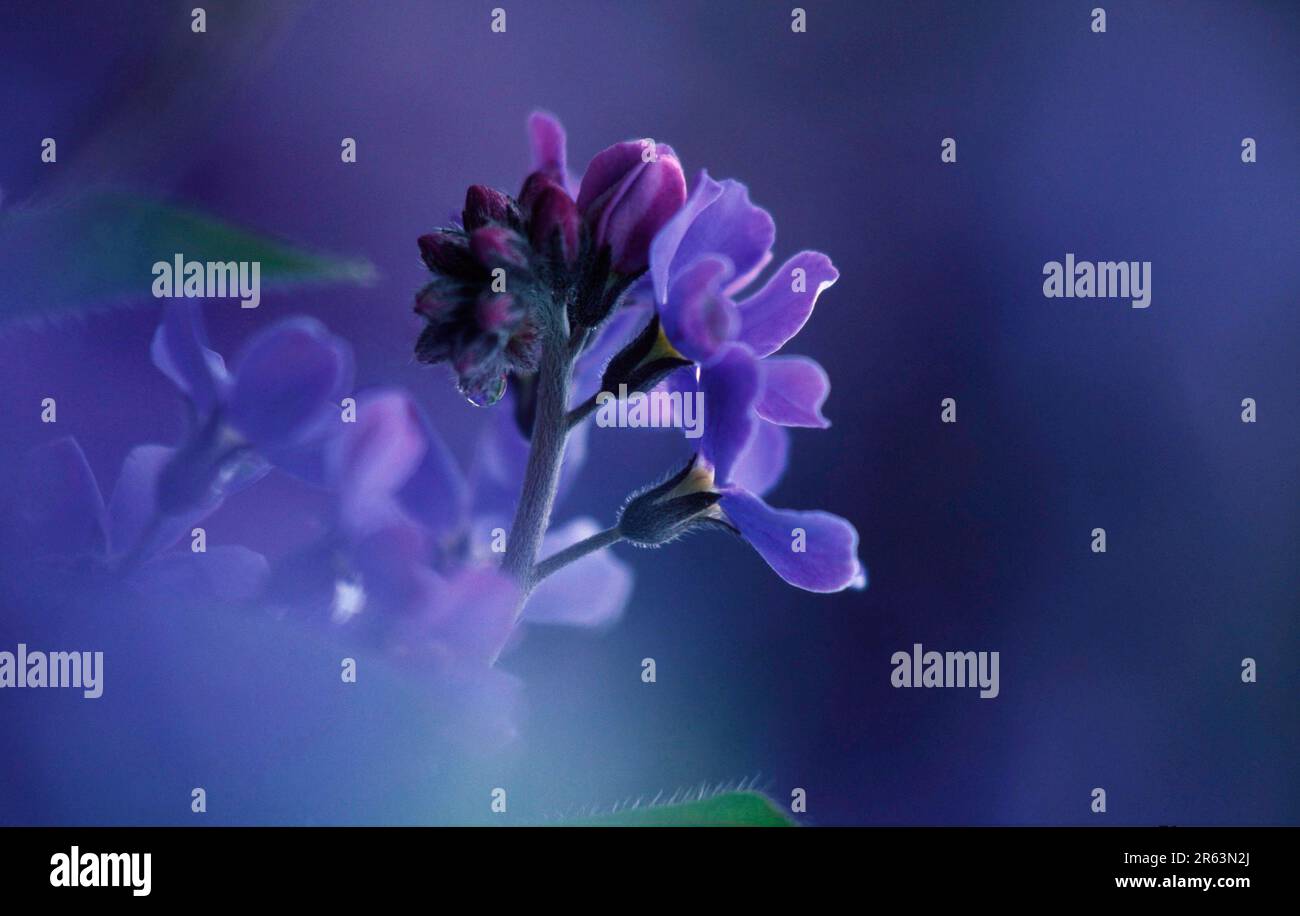 Vergesst mich nicht, großblättrige Familie, Boraginaceae Stockfoto