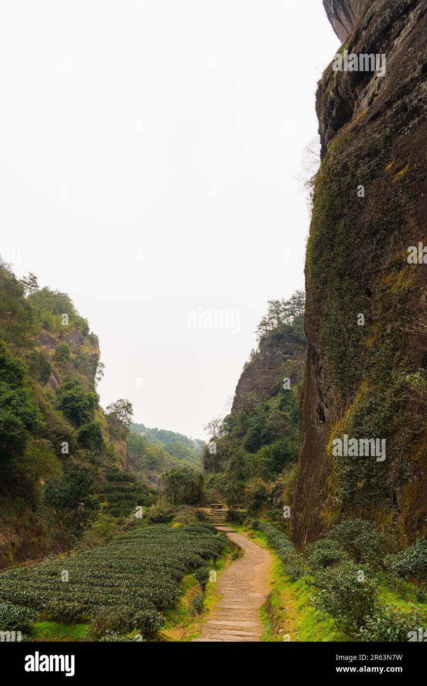 Straße durch Teeplantage in der Provinz Fujian in China, Platz für Text kopieren Stockfoto