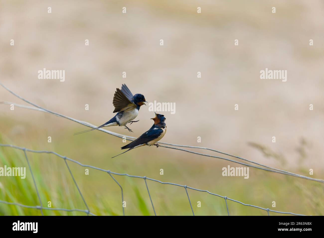 Scheune Swallow Hirundo rustica, erwachsenes Paar, männlich, fliegt auf Weibchen hoch oben auf Draht, Suffolk, England, Juni Stockfoto