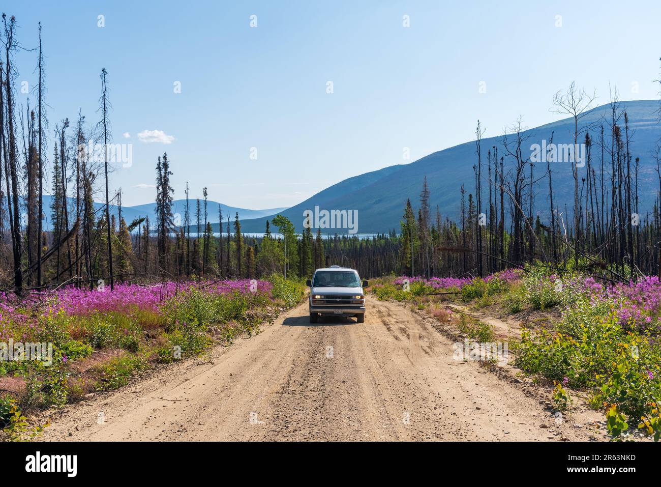 Wohnmobil-Van im Yukon Territory im Sommer mit verbranntem Waldbrand, rosa Blumen und Bergen im Hintergrund, Natur, Wildnis Stockfoto