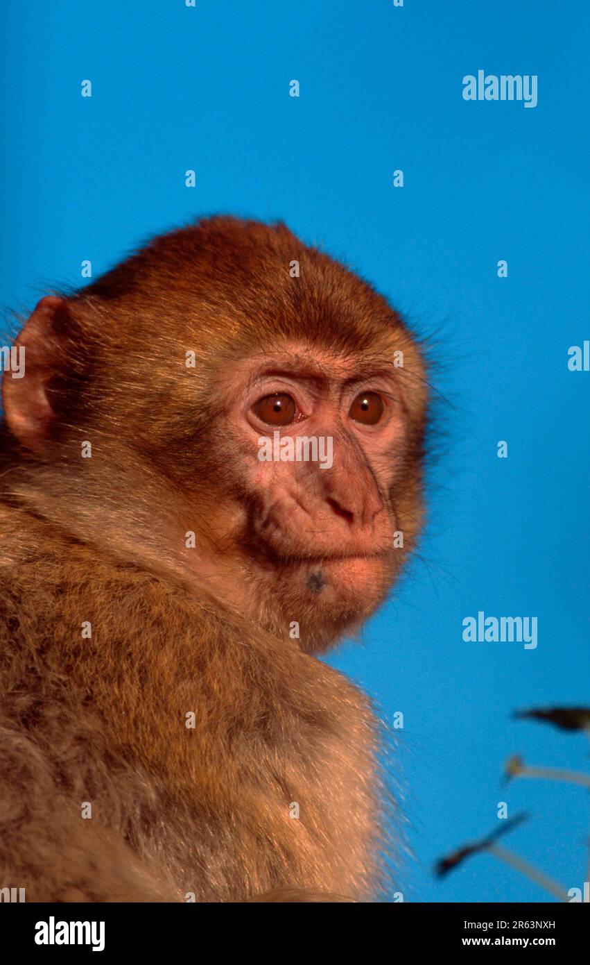 Junger Berbermakak (Macaca silvanus) Stockfoto