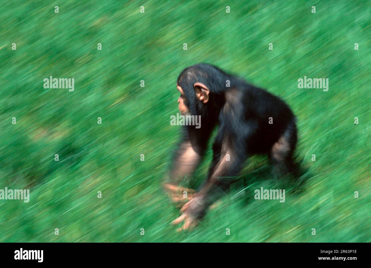 Junger Schimpanse (Pan troglodytes), Schimpanse Stockfoto