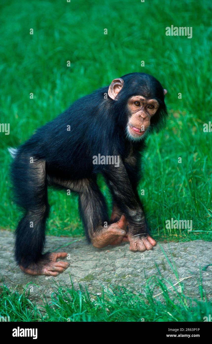 Junger Schimpanse (Pan troglodytes), Schimpanse Stockfoto