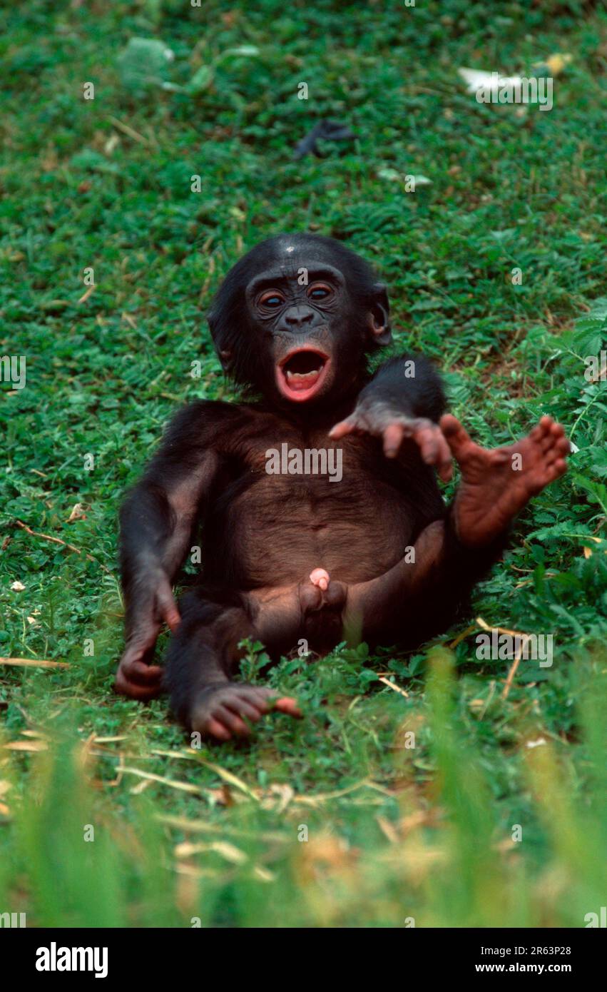 Junger Bonobo, Zwergschimpanse (Pan paniscus) Stockfoto
