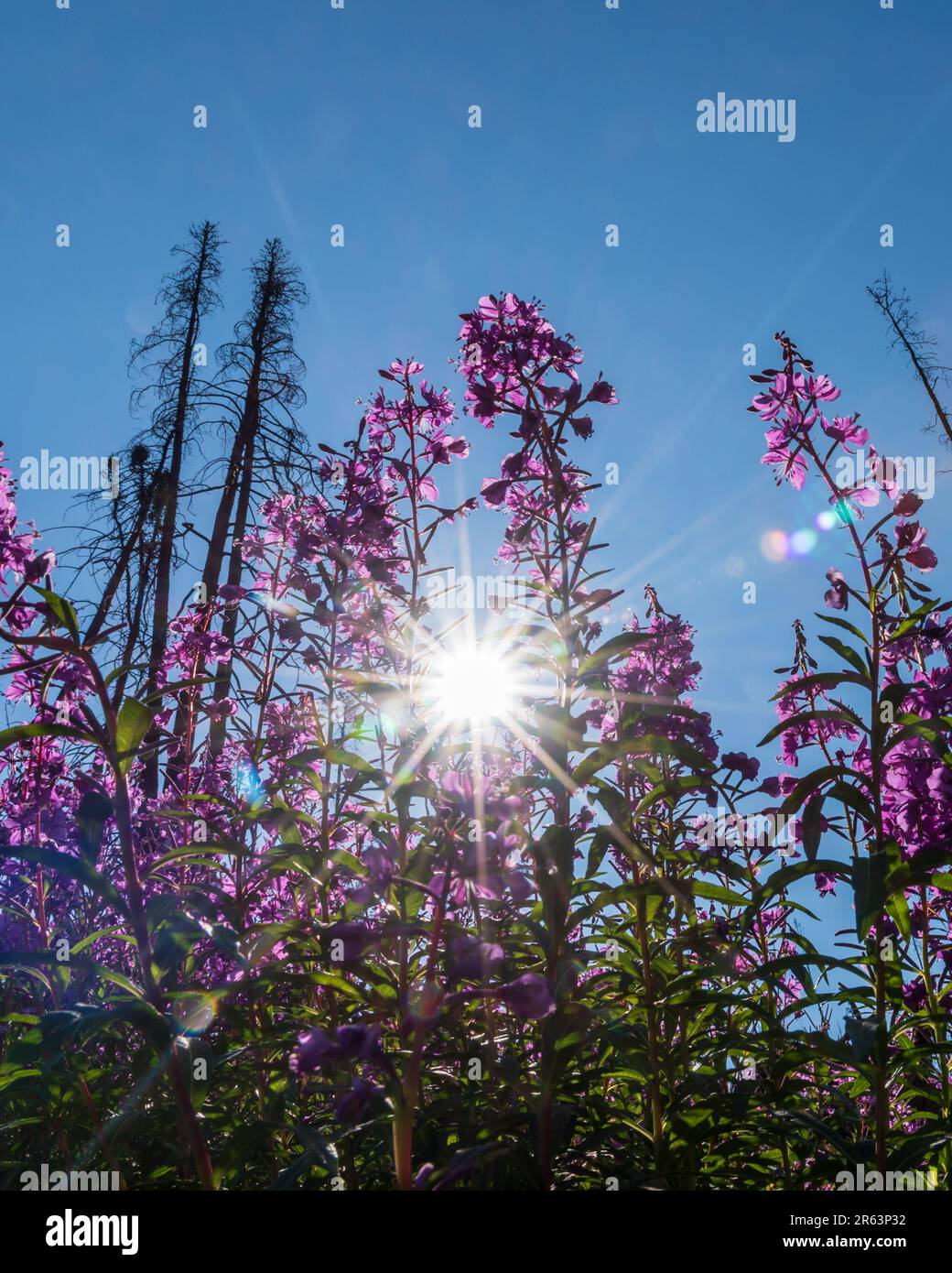 Wunderschöne Feuerweed-Blumen mit Sonne, die durch die Blätter blickt, Stämme der atemberaubenden rosa, violetten Flora. Gesehen im Yukon Territory nahe Alaska, arktisch Stockfoto