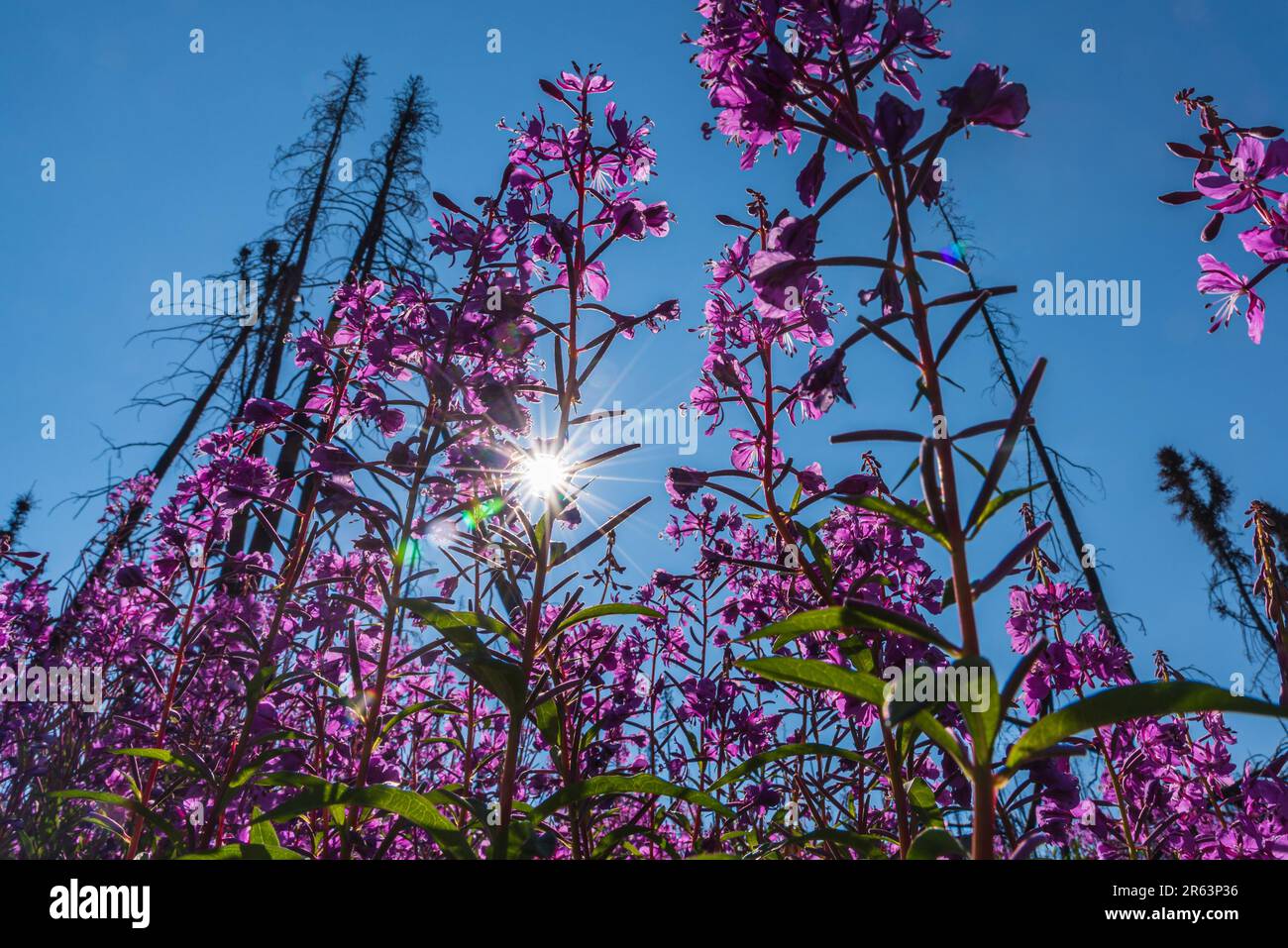 Wunderschöne Feuerweed-Blumen mit Sonne, die durch die Blätter blickt, Stämme der atemberaubenden rosa, violetten Flora. Gesehen im Yukon Territory nahe Alaska, arktisch Stockfoto