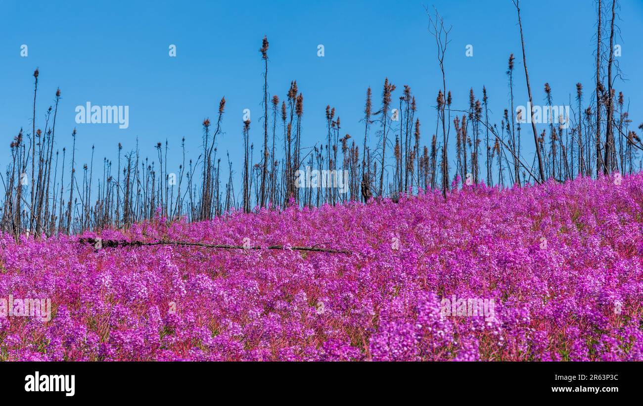 Wilde Feuerweed Pflanzen Blumen in voller Blüte mit blauem Himmelshintergrund, verbrannte Fichten dahinter und Tausende rosa, lila Blumen Stockfoto