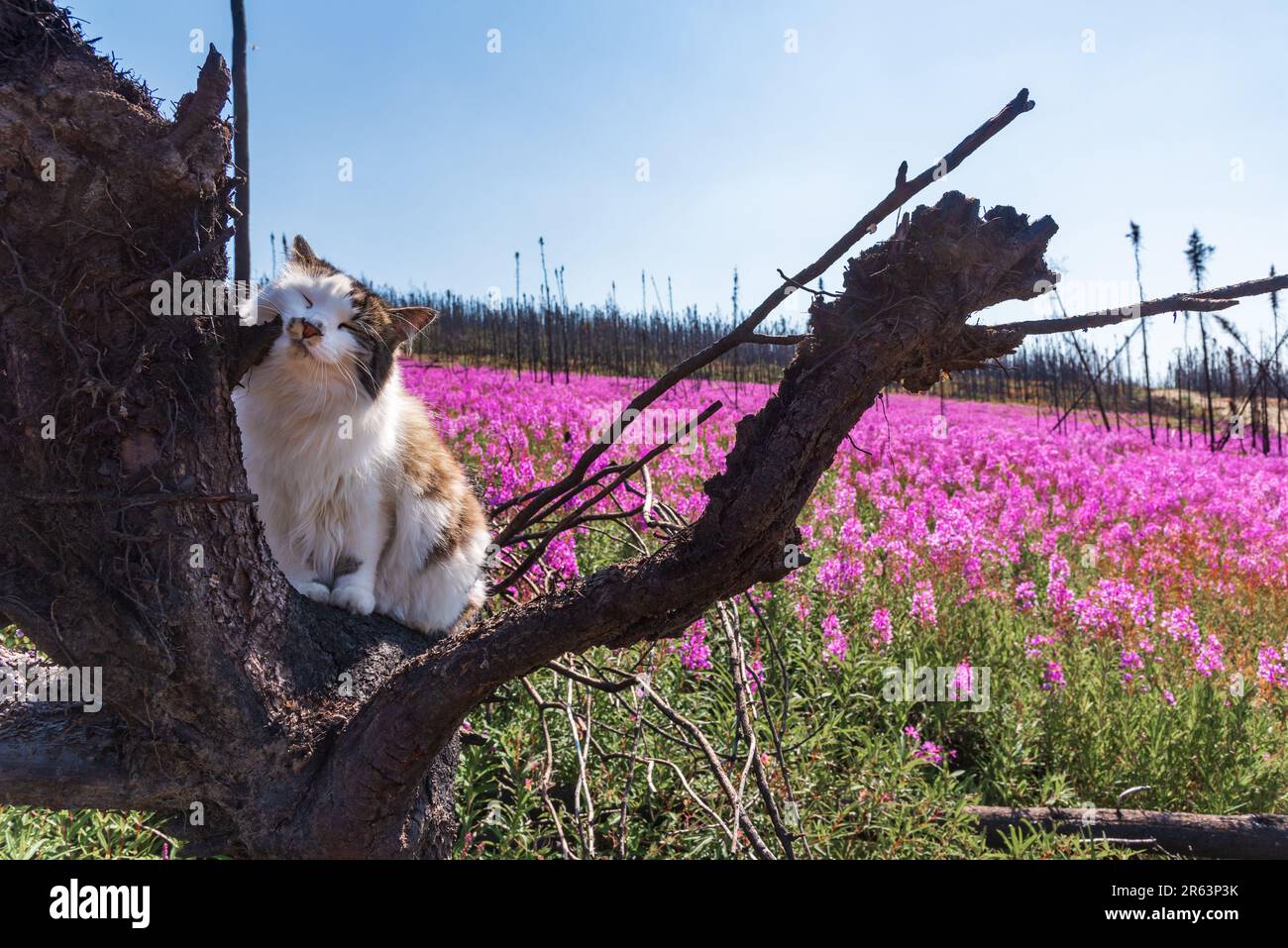 Haustier Katze reibt Gesicht auf verbrannten Baum mit Feuerweed Blumen Sommerzeit in Nordkanada mit wunderschöner rosa, violetter Landschaft um die Katze Stockfoto