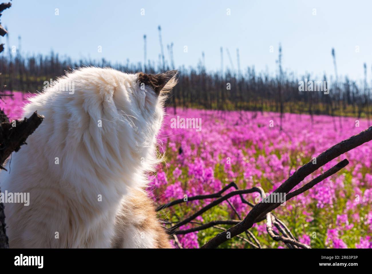 Die Katze steht im Sommer in Nordkanada auf dem Feld mit rosa Feuerweed-Blumen und die wunderschöne pinkfarbene, lila Landschaft umgibt die Katze Stockfoto