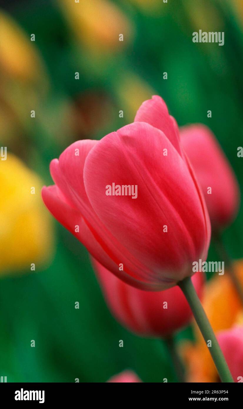 Tulpen (Pflanzen) (Blumen) (Liliaceae) (Bulbuspflanzen) (Gartenpflanzen) (Blumen) (Blüten) (rosa) (Feder) (vertikal) Stockfoto