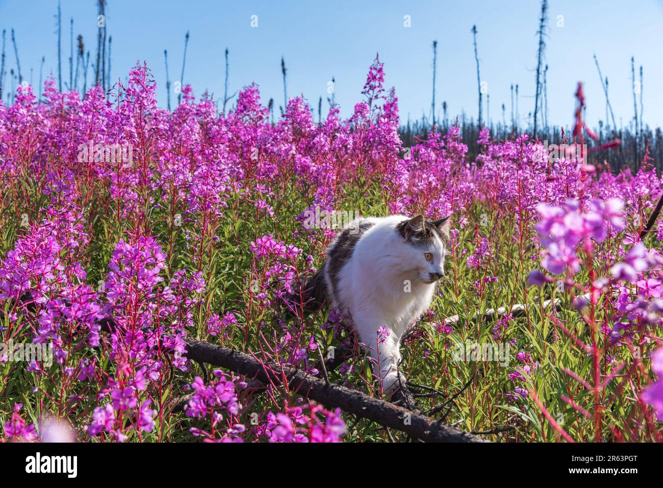 Im Sommer wandern Sie in Nordkanada auf einem Feld mit rosafarbenen Feuerweed-Blumen und genießen die wunderschöne pinkfarbene, lila Landschaft um die Katze Stockfoto