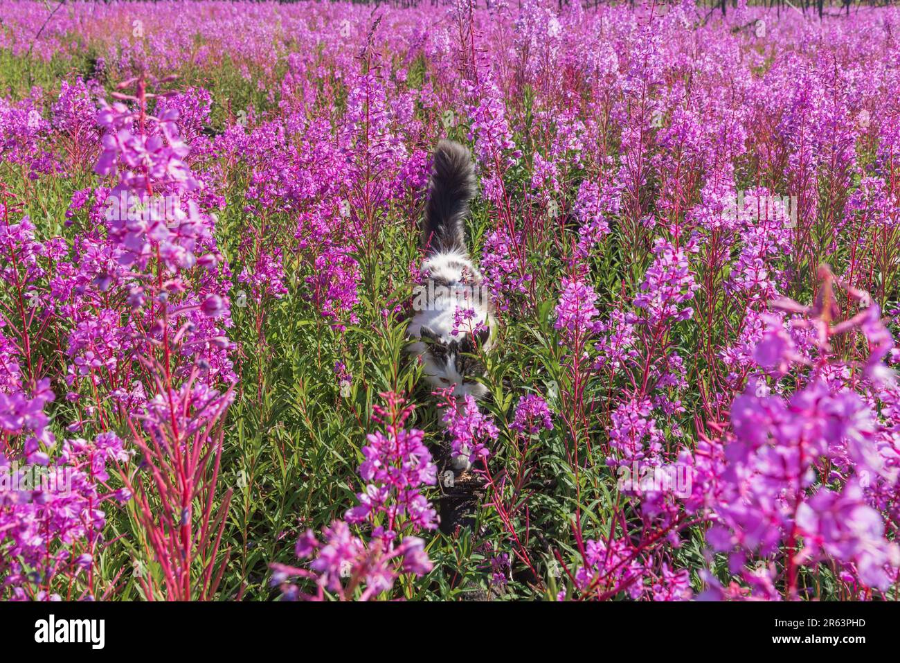 Im Sommer wandern Sie in Nordkanada auf einem Feld mit rosafarbenen Feuerweed-Blumen und genießen die wunderschöne pinkfarbene, lila Landschaft um die Katze Stockfoto
