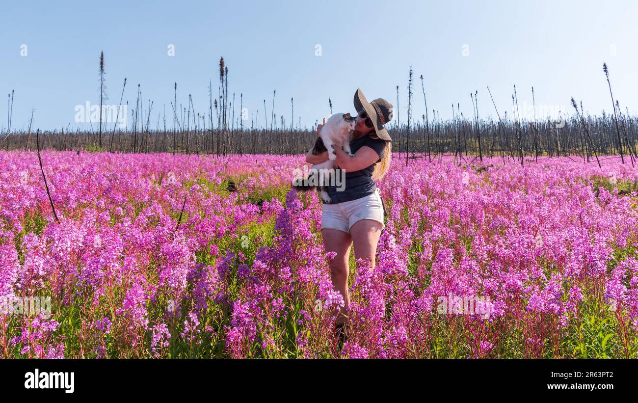 Frau, die im Sommer auf einem Feld mit Wildblumen in Nordkanada eine Katze hält. Pink, Lila, Wildnis, Reisen, Haustiere, Katze, draußen Stockfoto