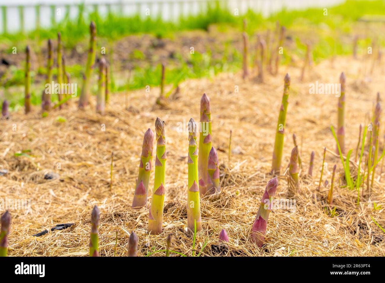 Spargelsprossen wachsen in einem Gartenbeet mit trockenem Grasmulch, Nahaufnahme Stockfoto