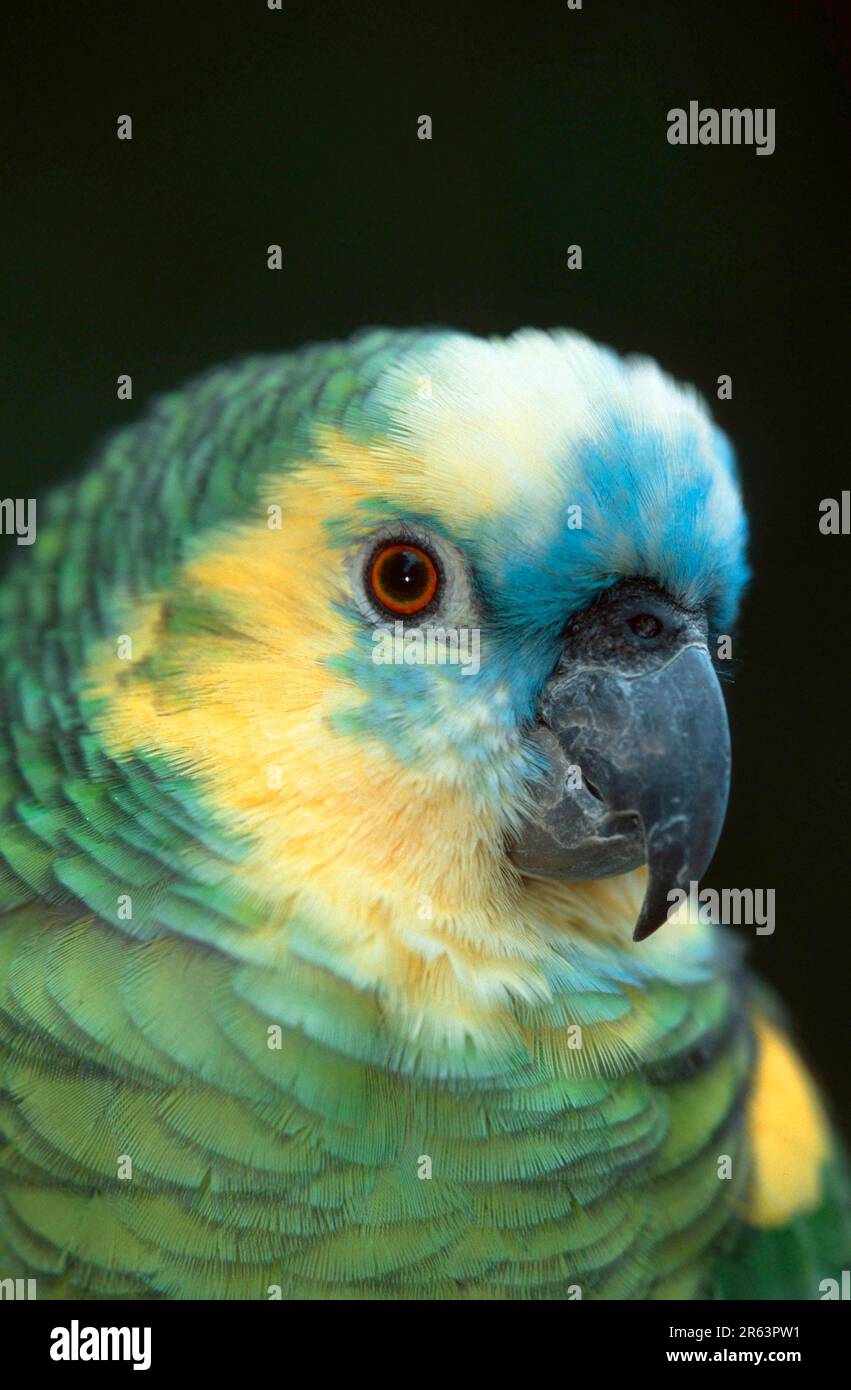 Blauer Amazonas (Amazona aestiva aestiva), türkisfarbener Papagei Stockfoto